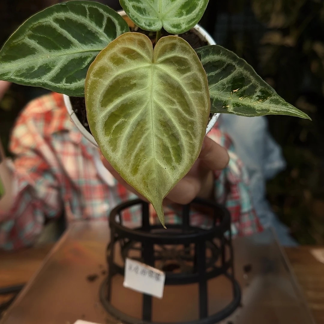 完全开放L76白月光杂银色面纱