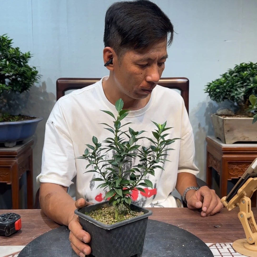 当前无花朵，栽培后可花朵小****舞