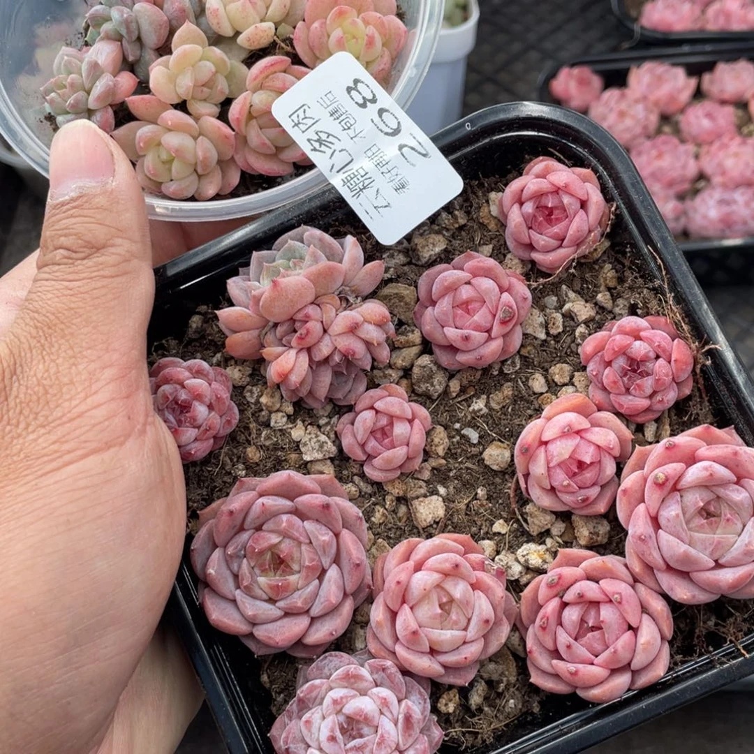 云糖心多肉植物268