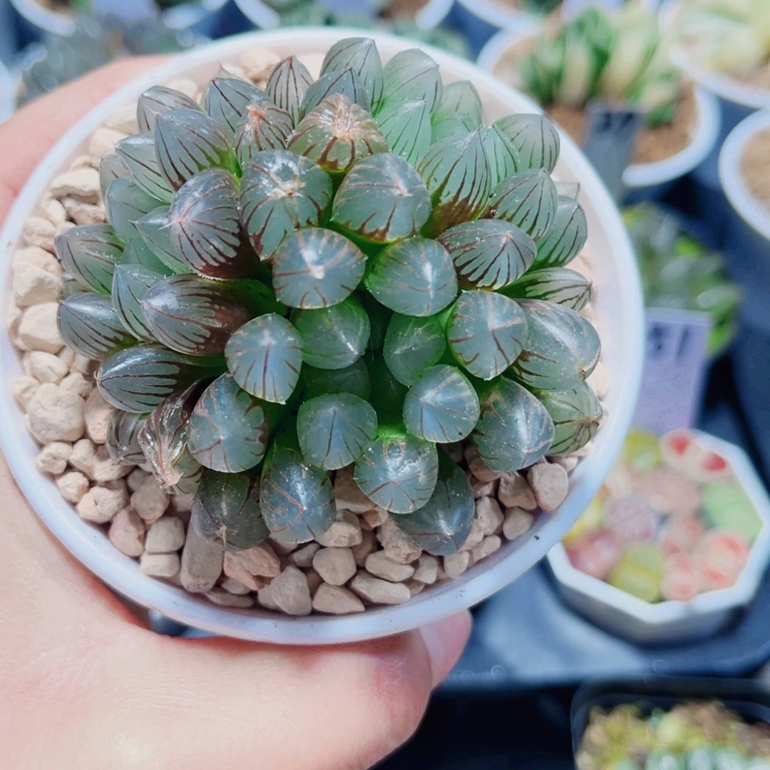 粉龙爪多肉植物6666