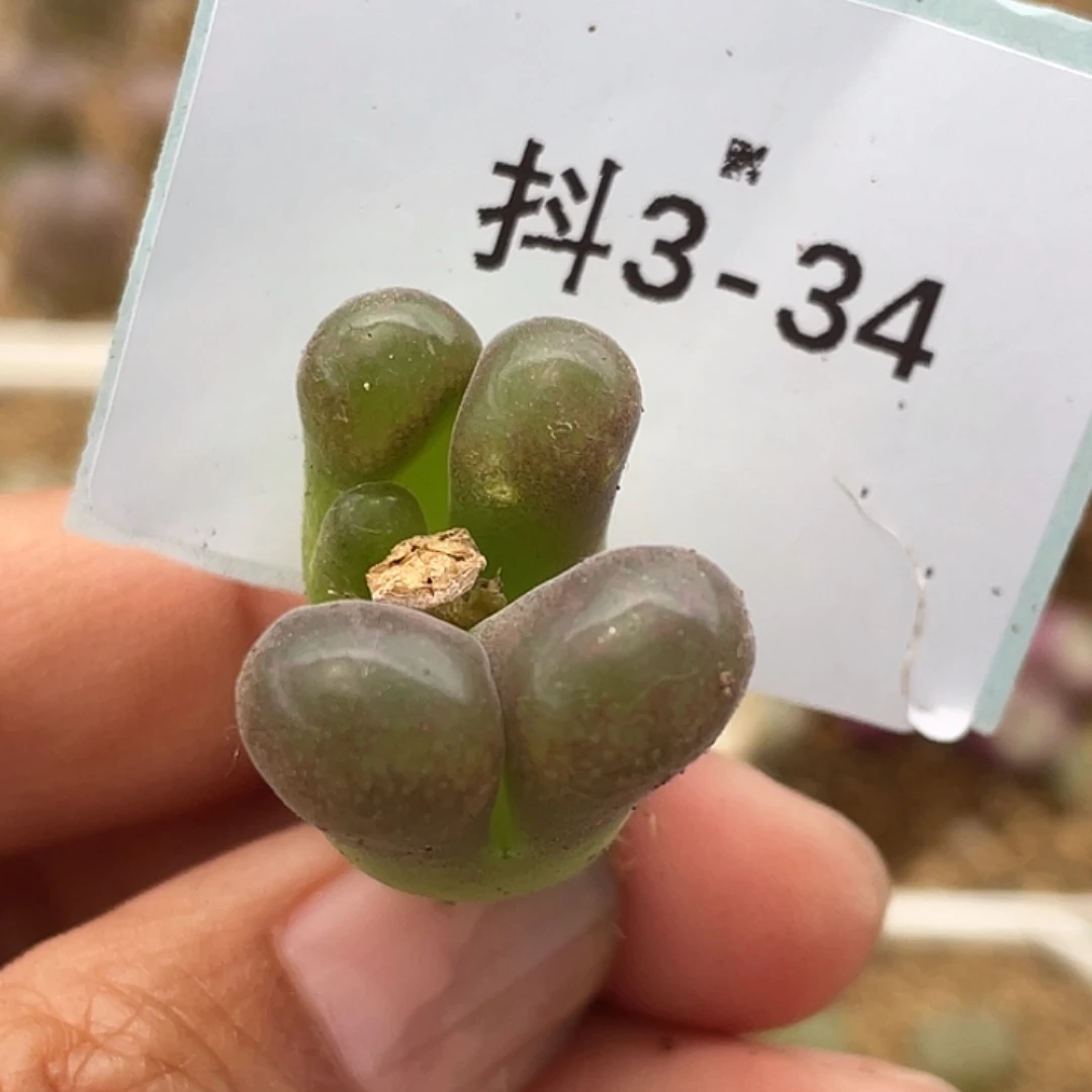 3-34风铃多肉植物