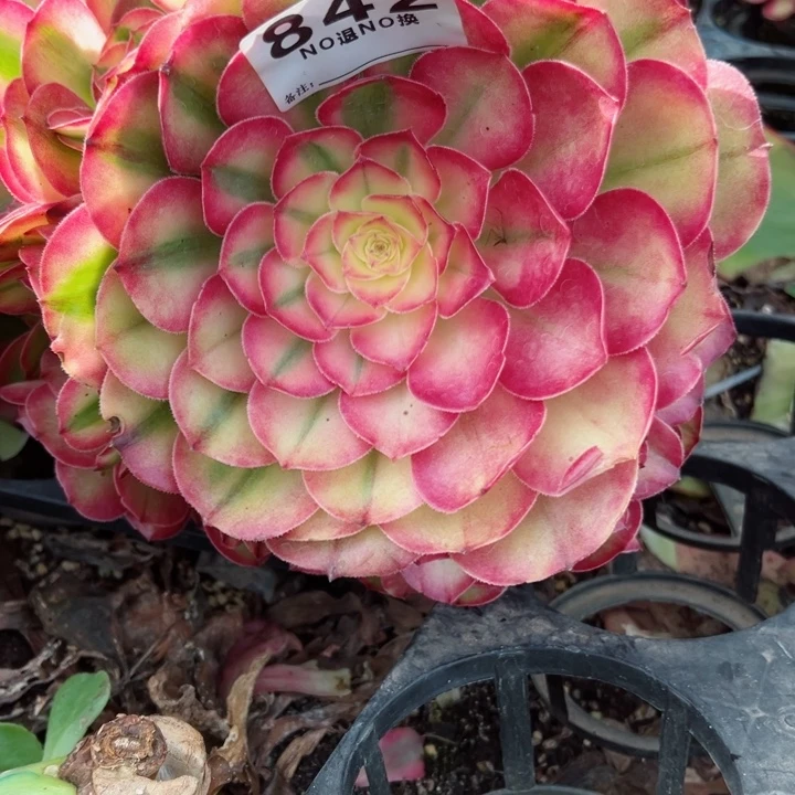小***H842多肉法师荔枝一个