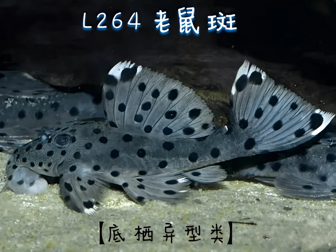 L264老鼠斑南美热带观赏异型鱼 原生鱼