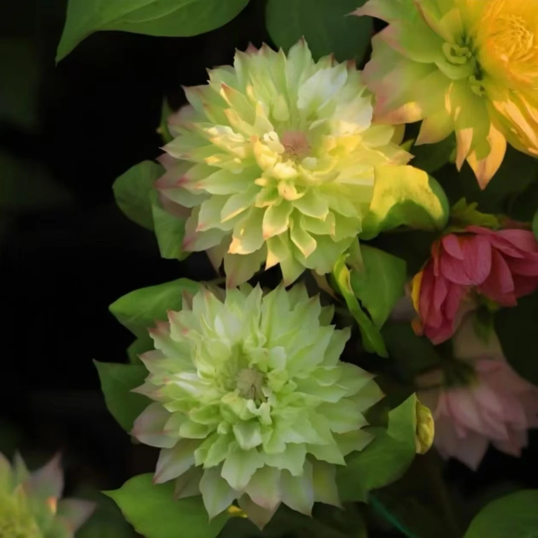 【一加仑美登丽】铁线莲重瓣爬藤花苗攀援庭院花卉盆栽地栽观花植