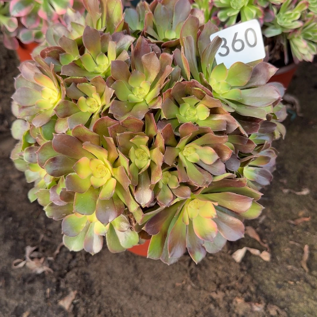 流星雨法师多肉360号法师多肉