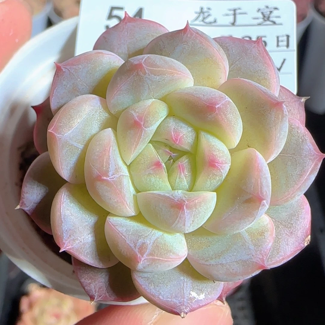 多肉1225-54福利福利