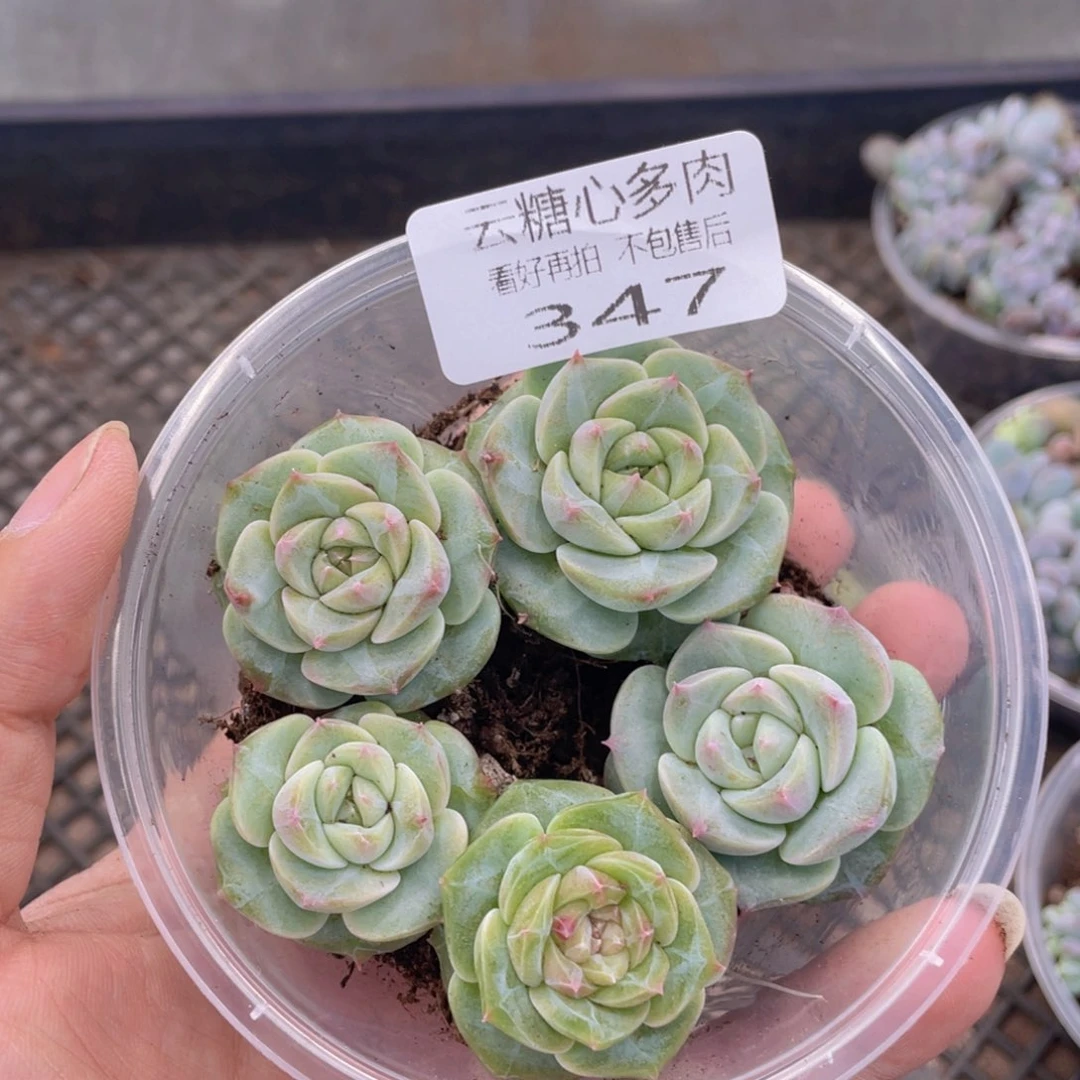 云糖心多肉植物347