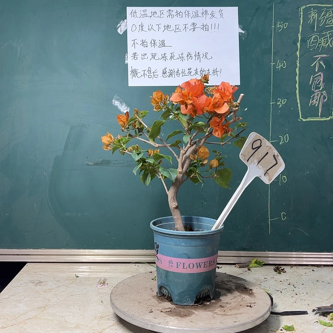 完全开放粗弯杆 柠檬橙 917