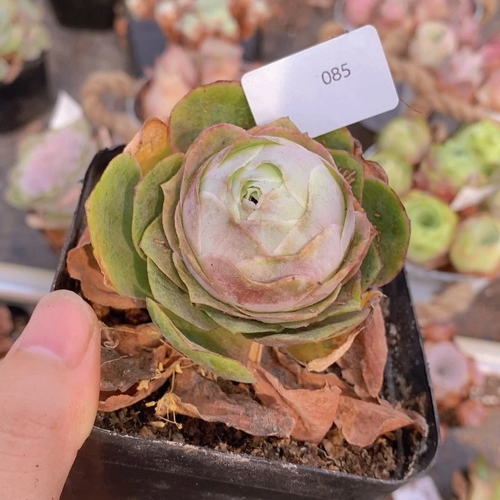 山地玫瑰085满15包邮