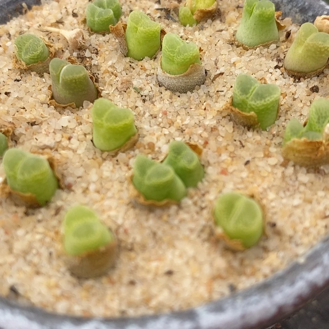 奶瓶风铃10颗一组。