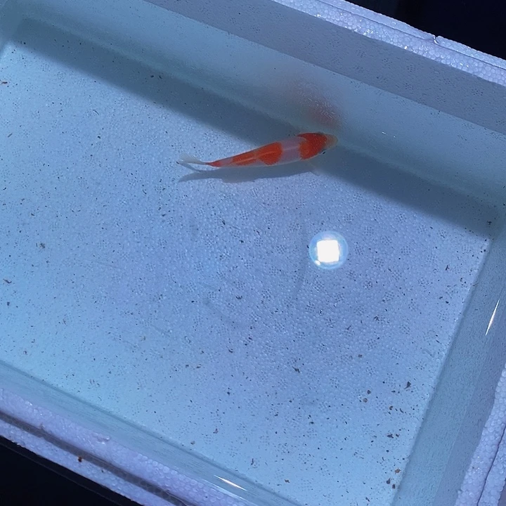 锦鲤锦鲤活鱼开箱包活