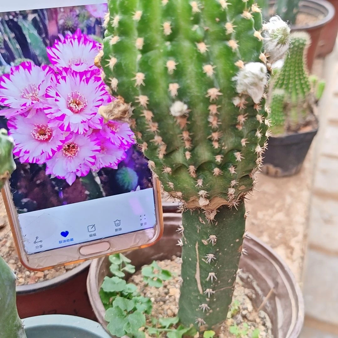 丽花妖蝶秀普嫁接大福189