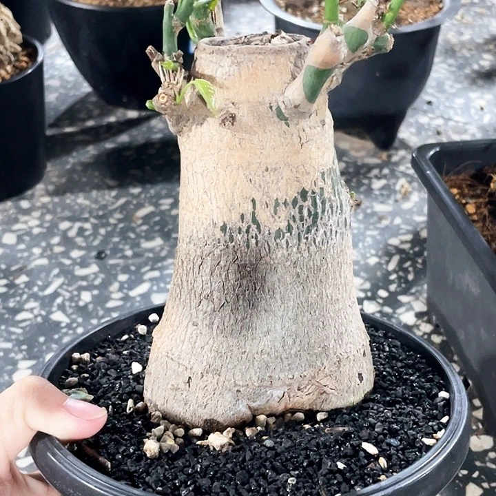 龟甲木棉6666666666666666