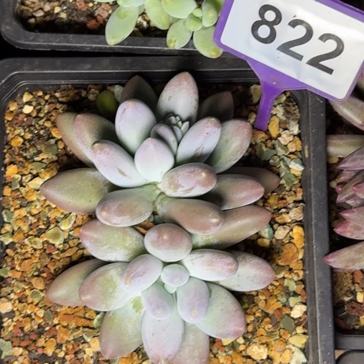 多肉植物胖橙龙群822