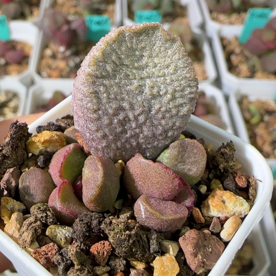 实生叶插，四方盆发