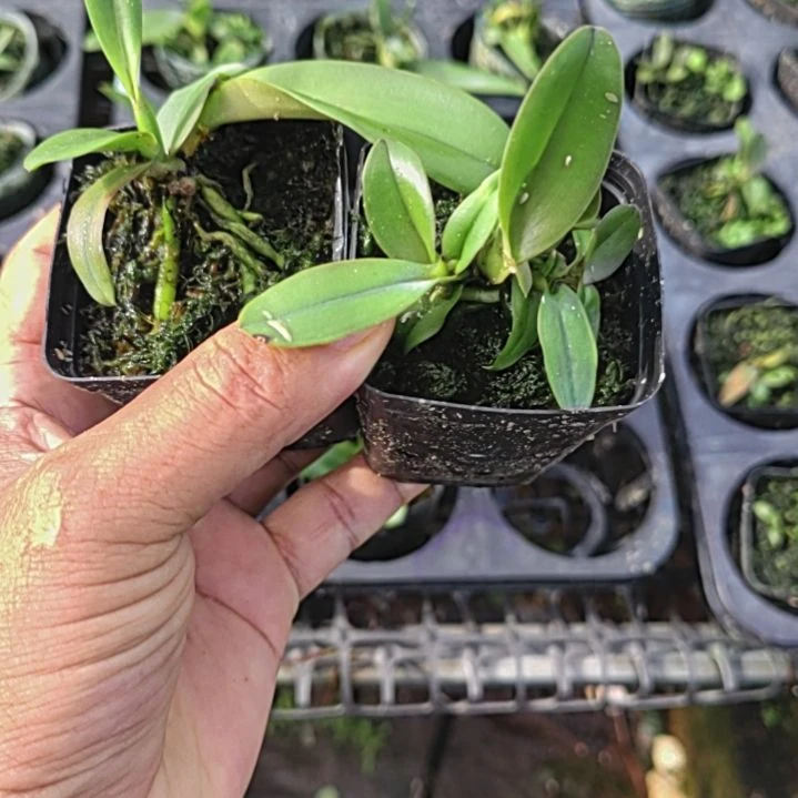 完全开放卡特兰两颗