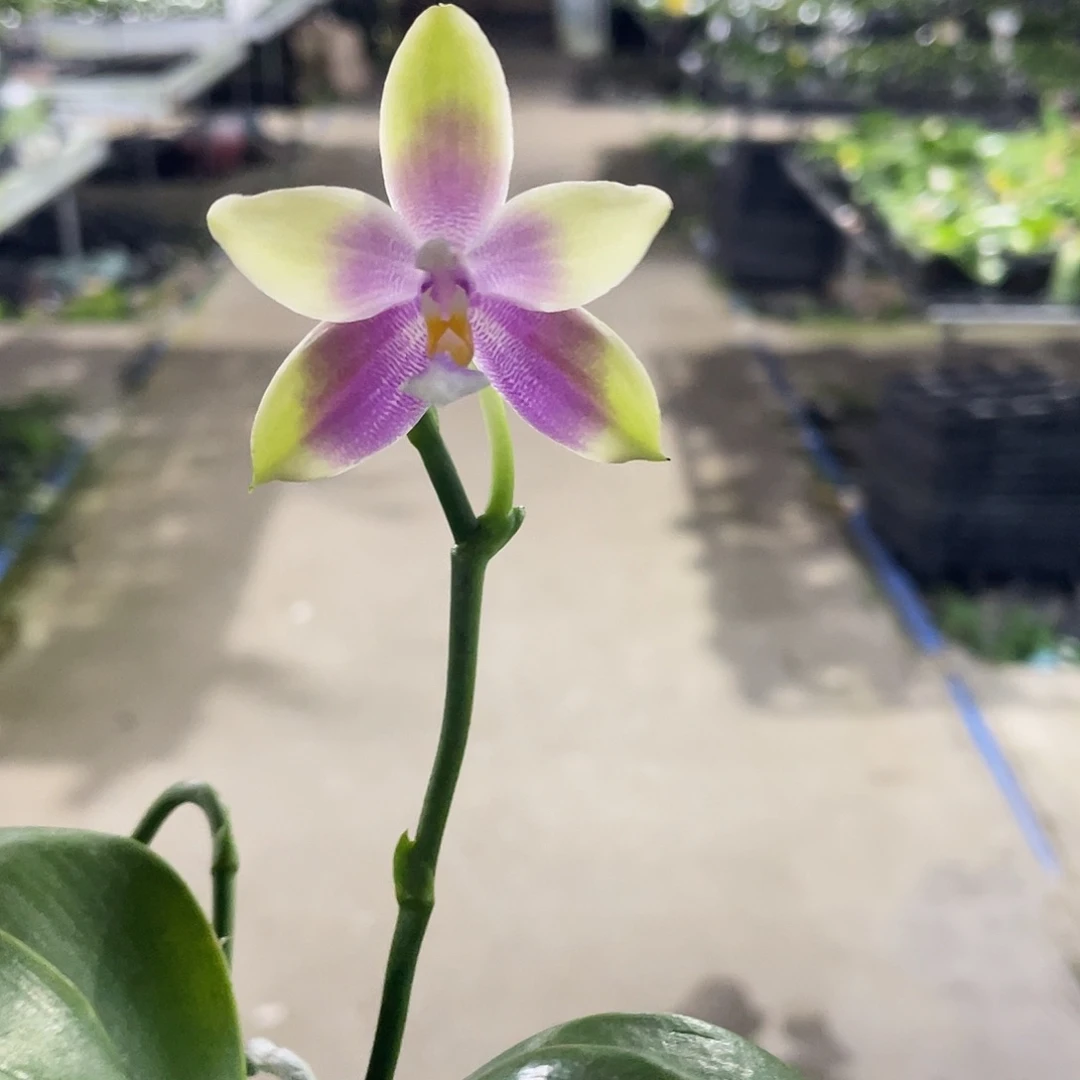 完全开放143叶瑕花期不保
