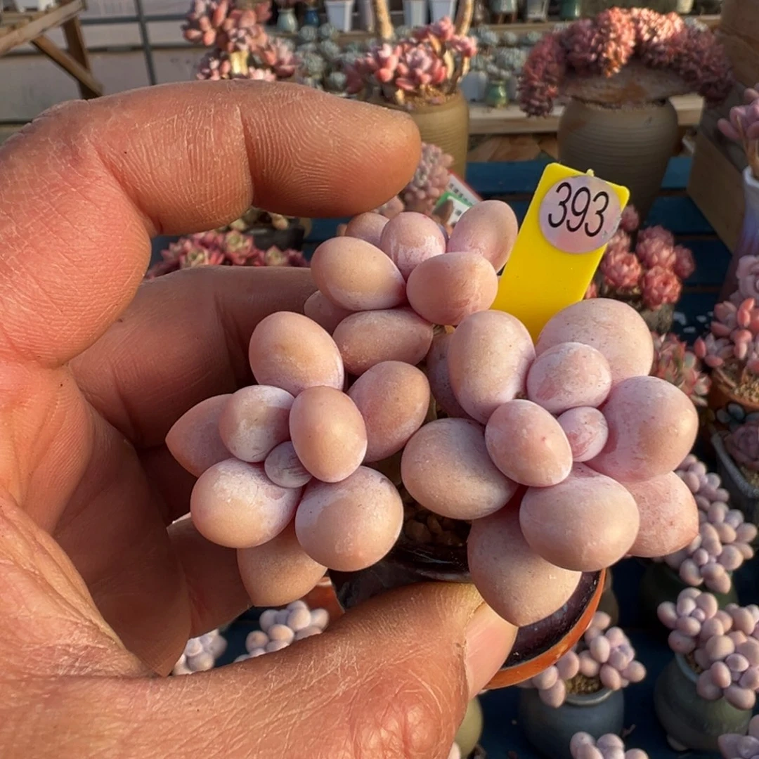 393号水光针奶带盆土发货