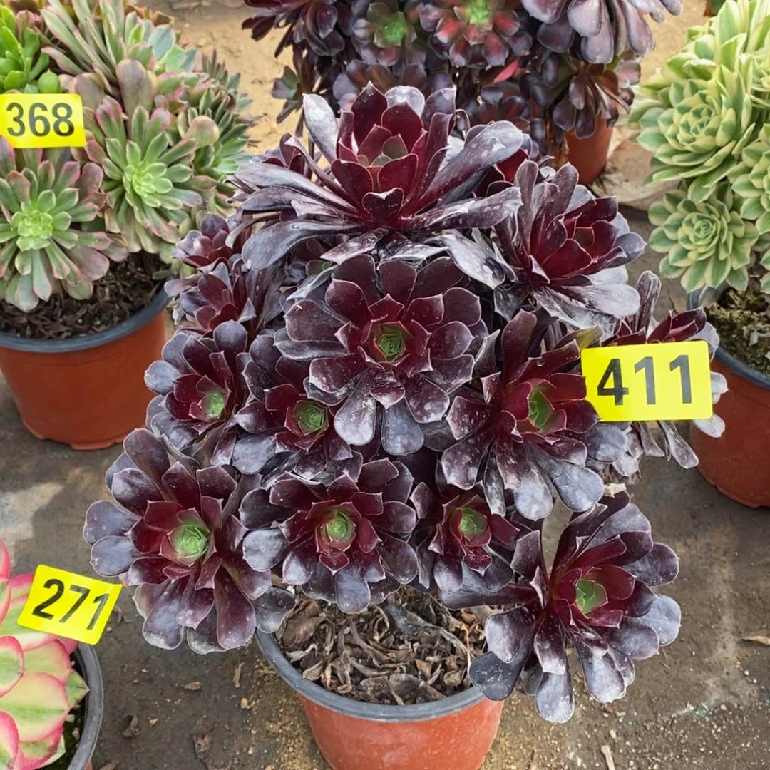 噢紫多肉法师411