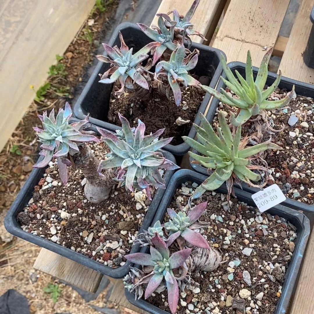 89号苹果叶四颗组合