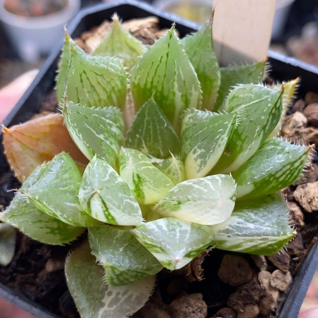 482宝莲灯玉露锦一物一拍