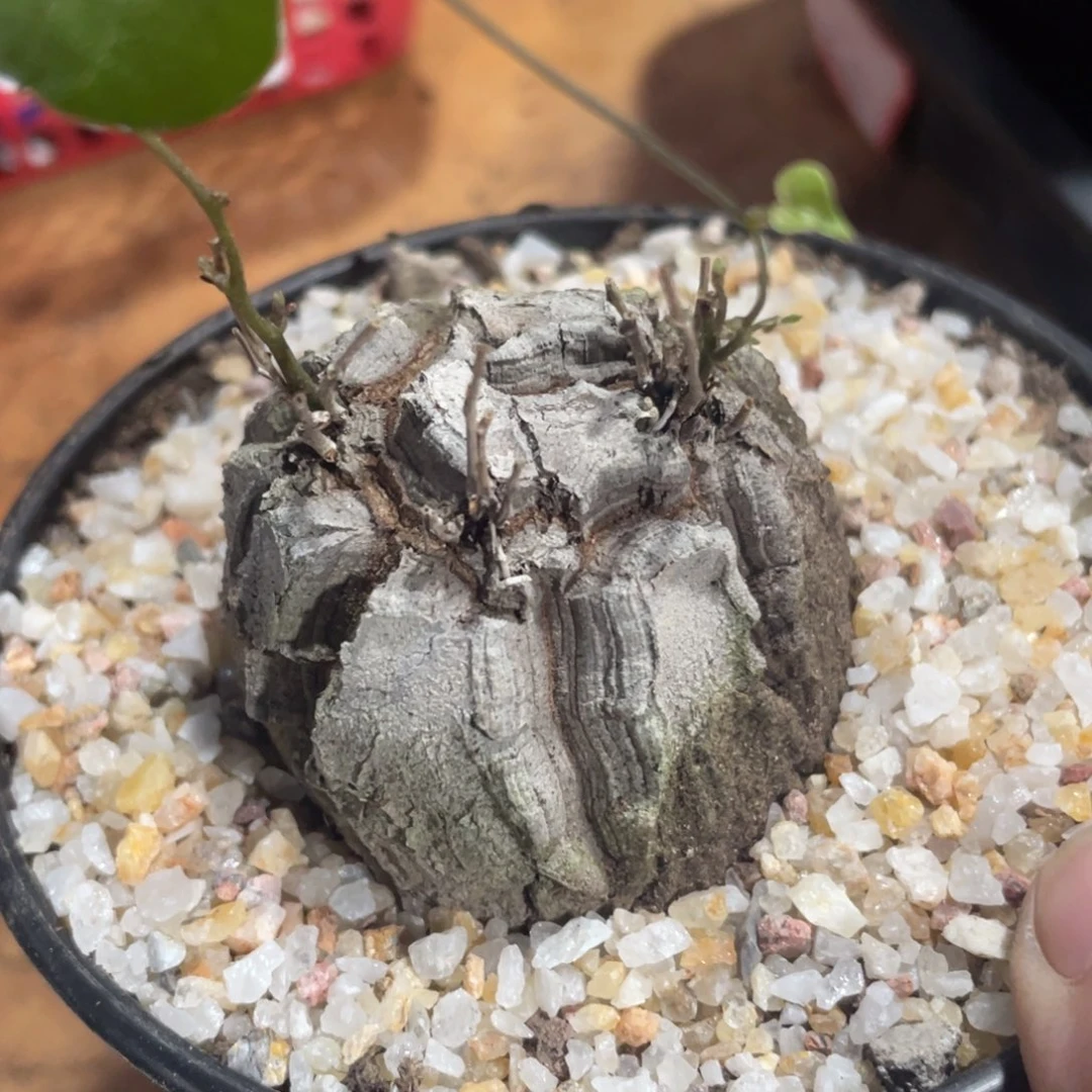 椭圆，三芽点，龟甲龙