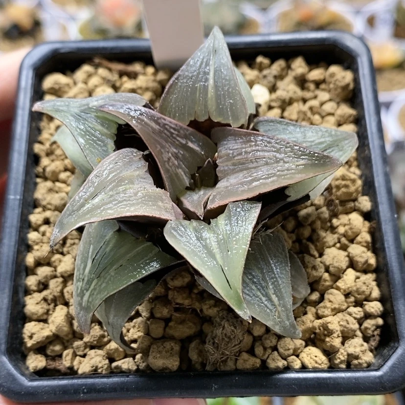 【闪购商品】129泉水寿