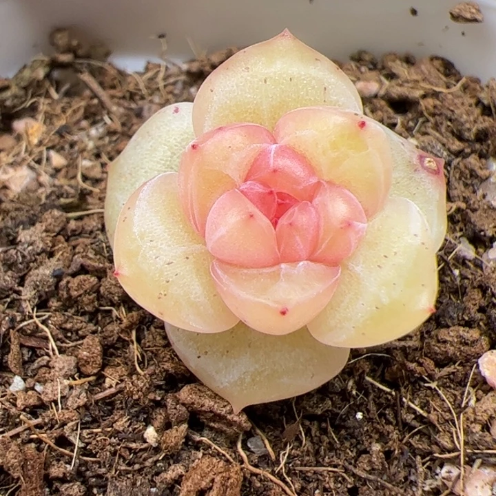 开播福利，一物一拍，尺寸不大介意勿拍