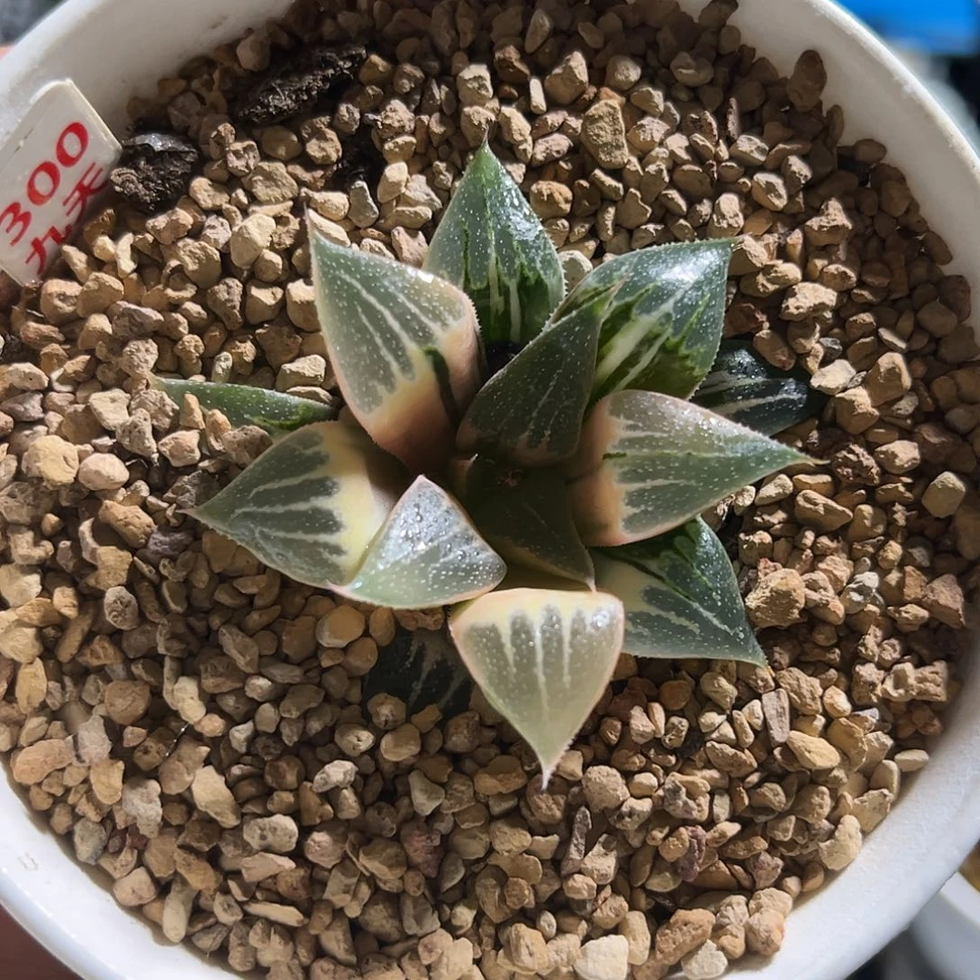 300糊斑实生寿锦福利