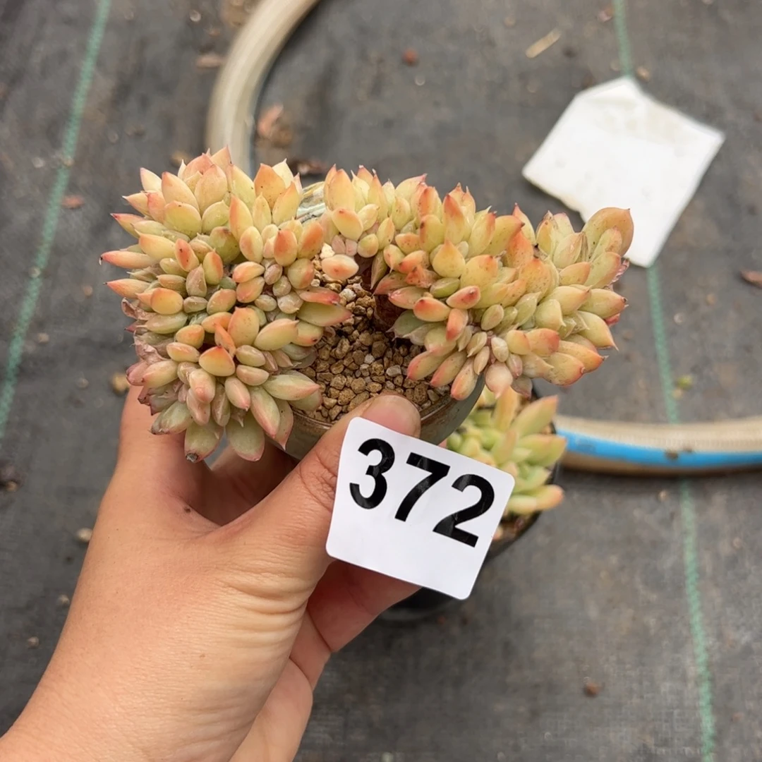 友***子372 多肉植物组合盆栽