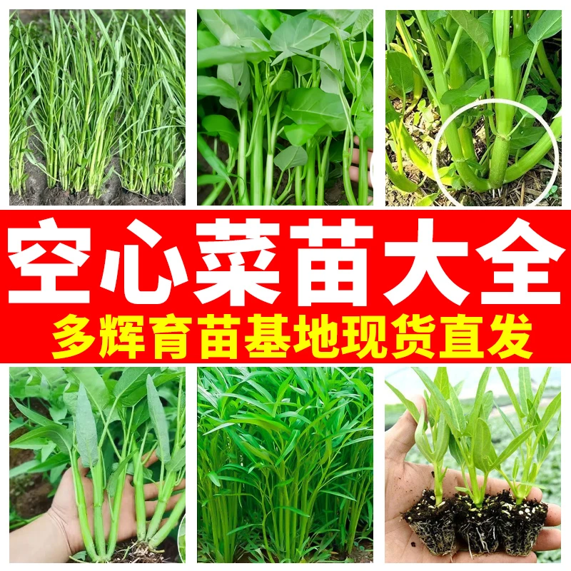 空心菜苗盆栽地栽秧苗三叉空心菜柳叶空心菜基地直发带土球