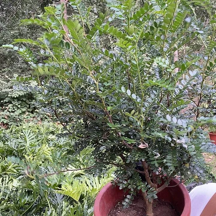 处理清香木13的去盆发货