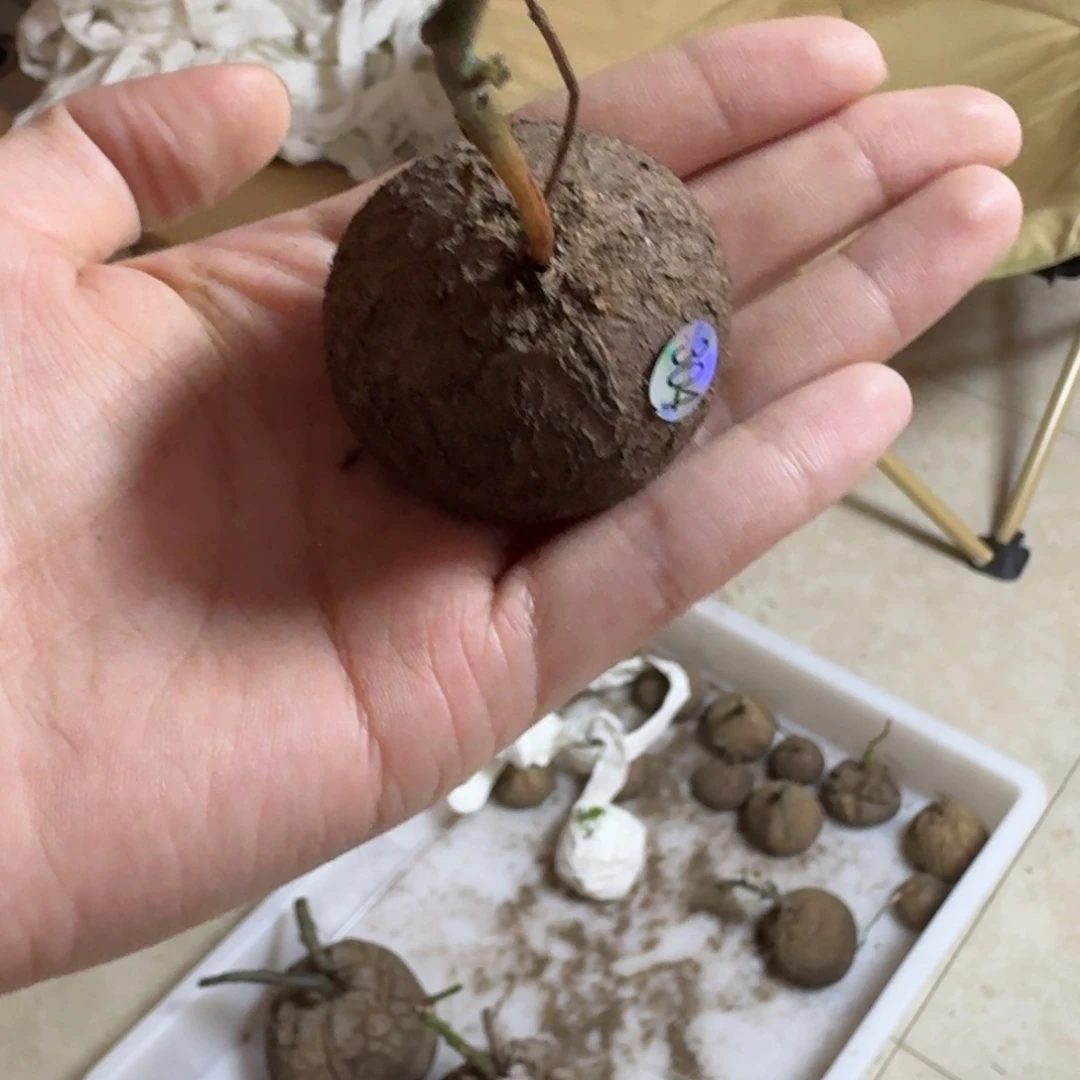 ****304南非龟甲龙哈哈哈