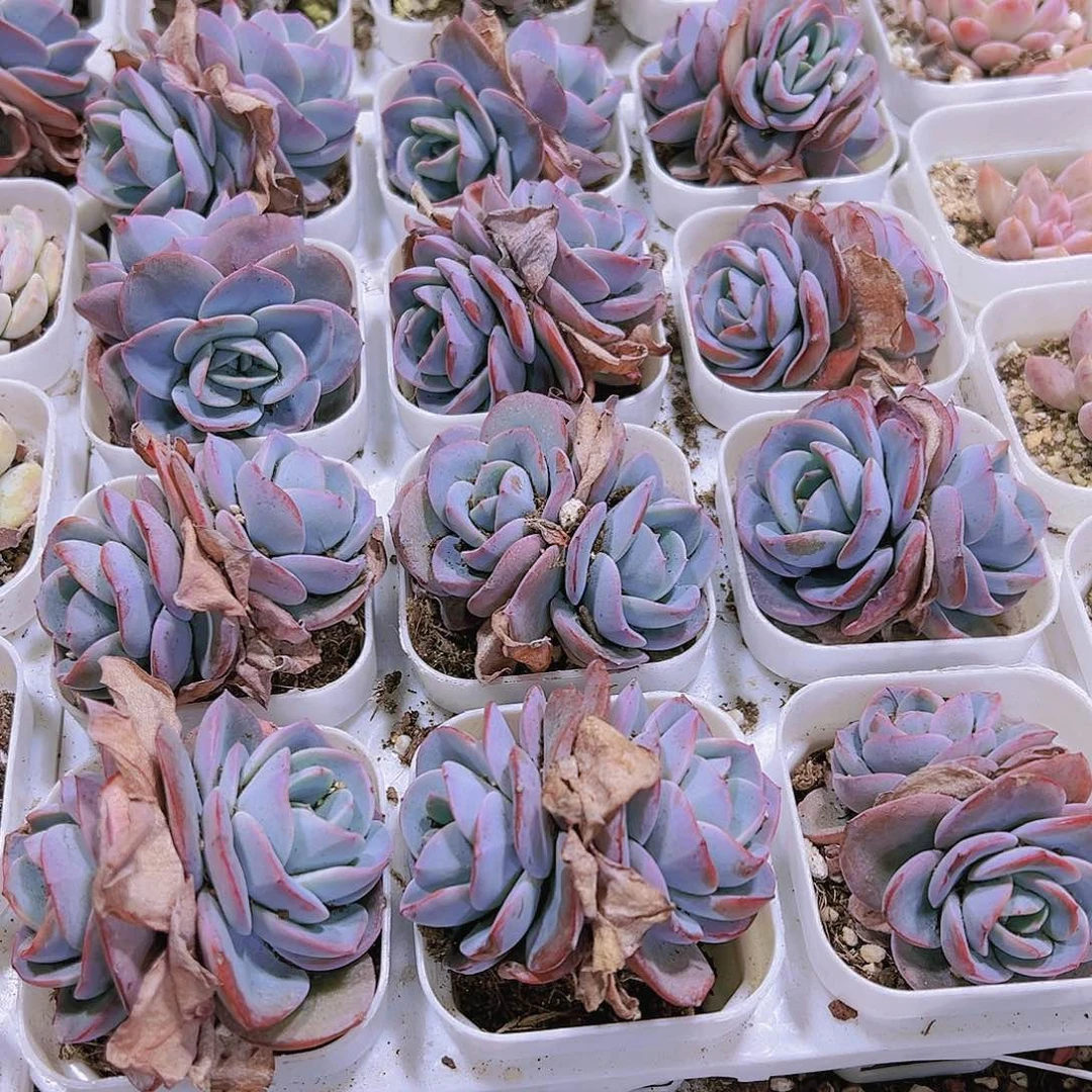 双头布鲁兰19包邮