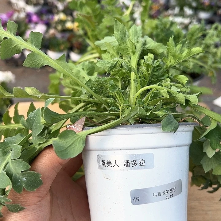 红陶炸****?抖音直播闪拍49