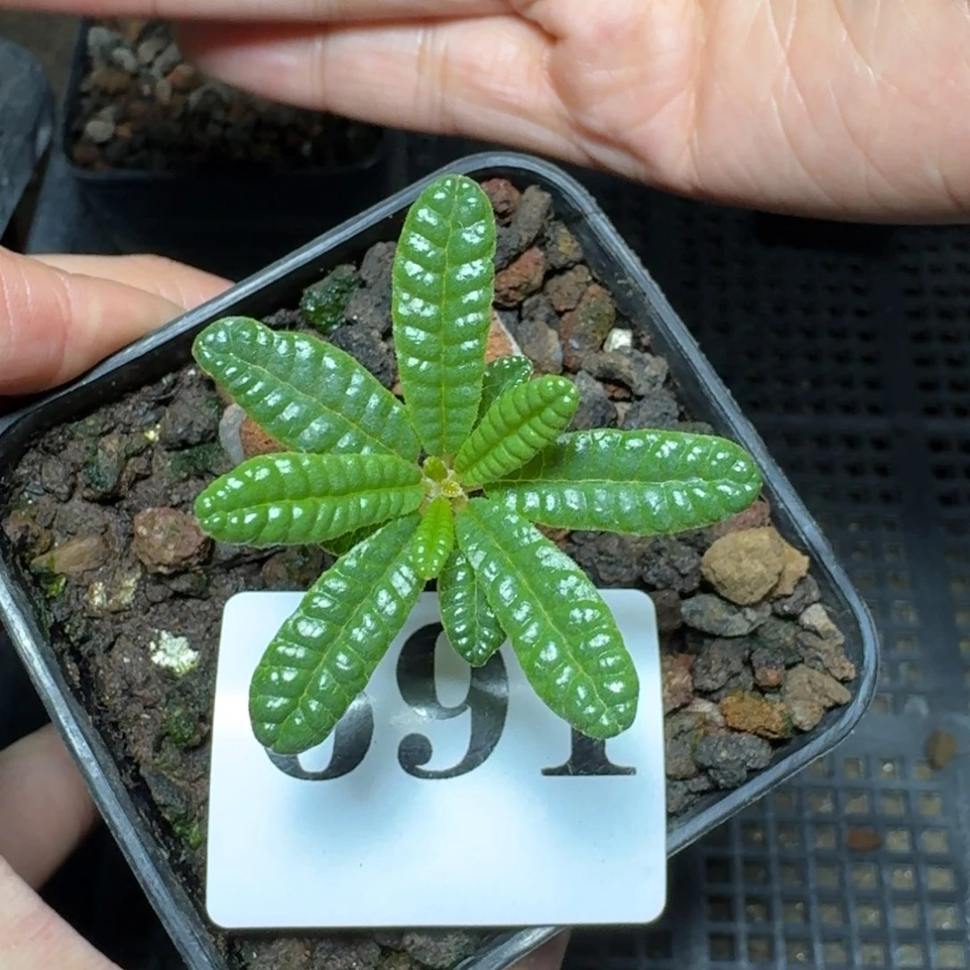 泡泡叶硫桑一物一拍多肉