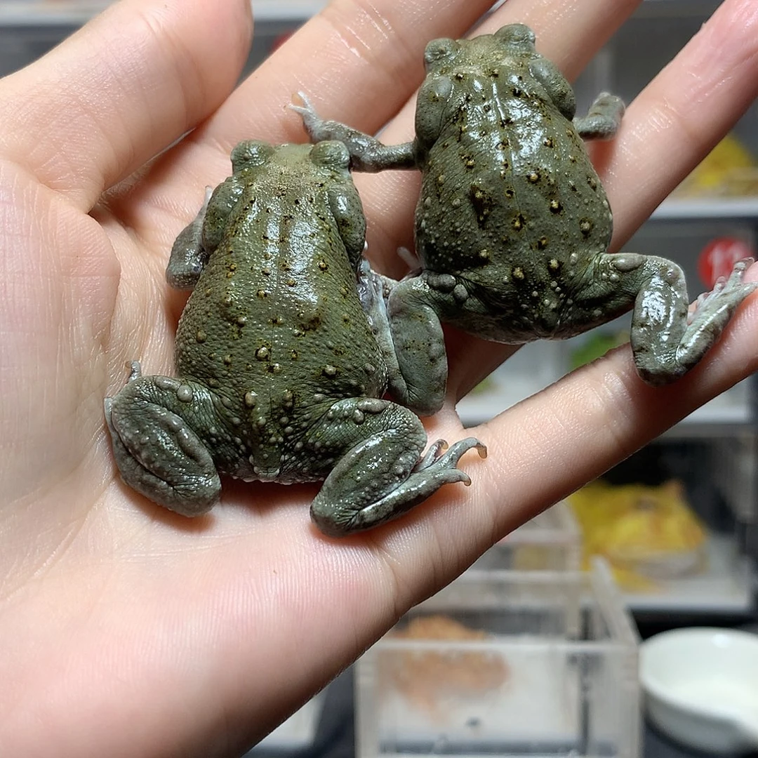 角蛙3872沙蟾蜍一对