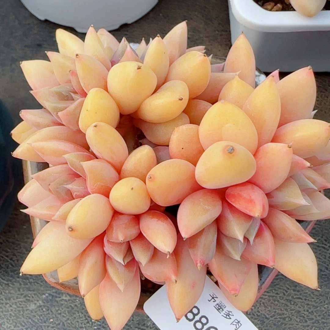 红象牙群，8863多肉植物