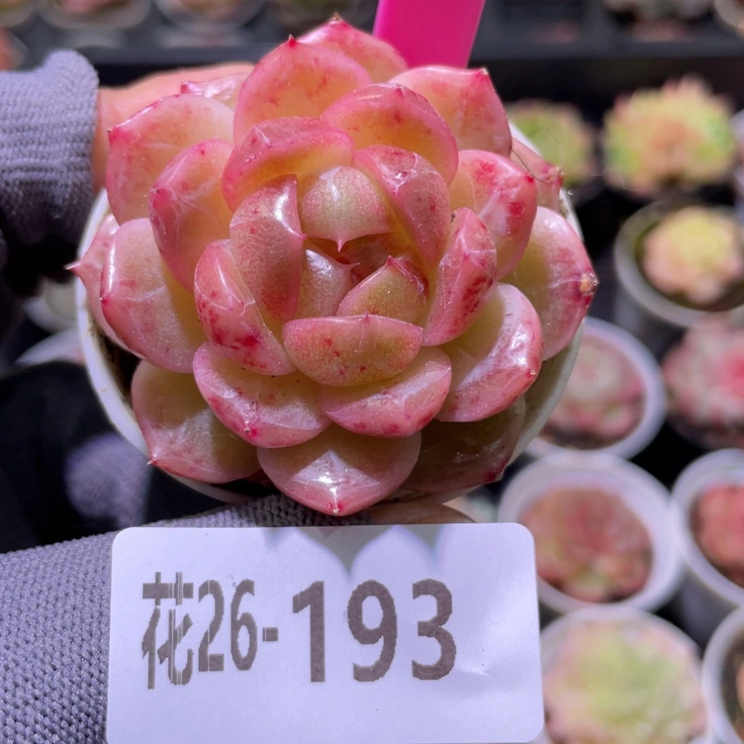 花利美26-193福利珍妮