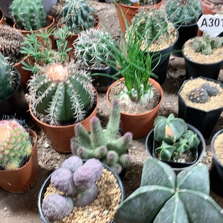 小**克33333333333333