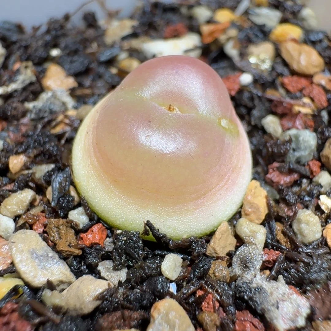 红陶青*?0124-47拉登拉登