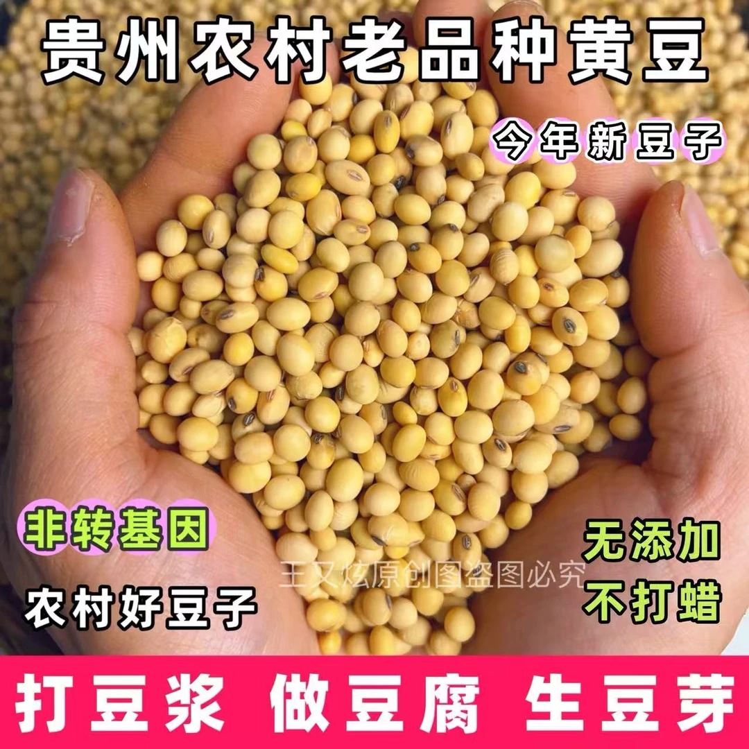 贵州非转基因黄豆农村老品种小黄豆今年新豆发豆芽打豆浆做豆腐