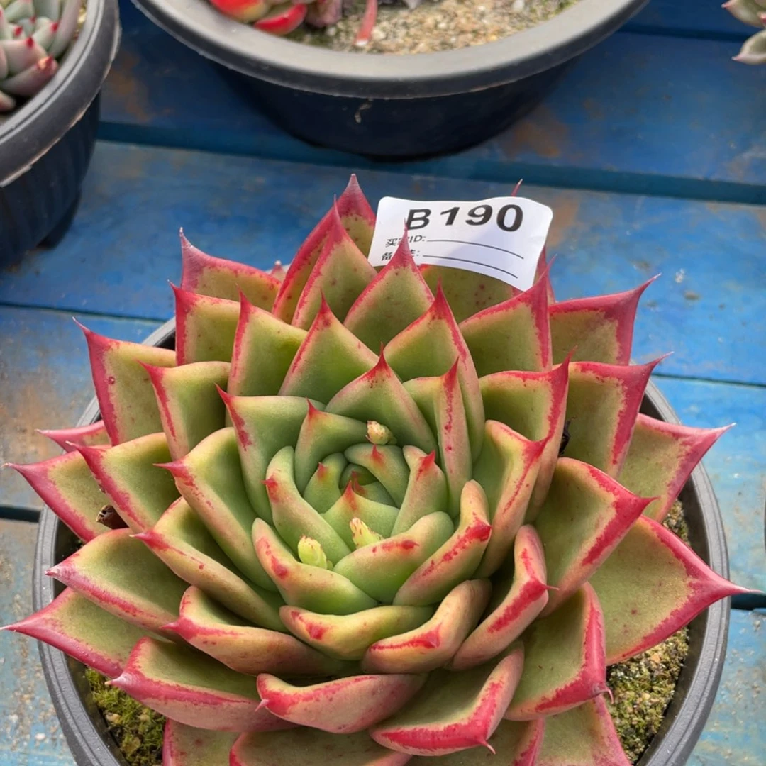 无花朵若如东云单拍B190