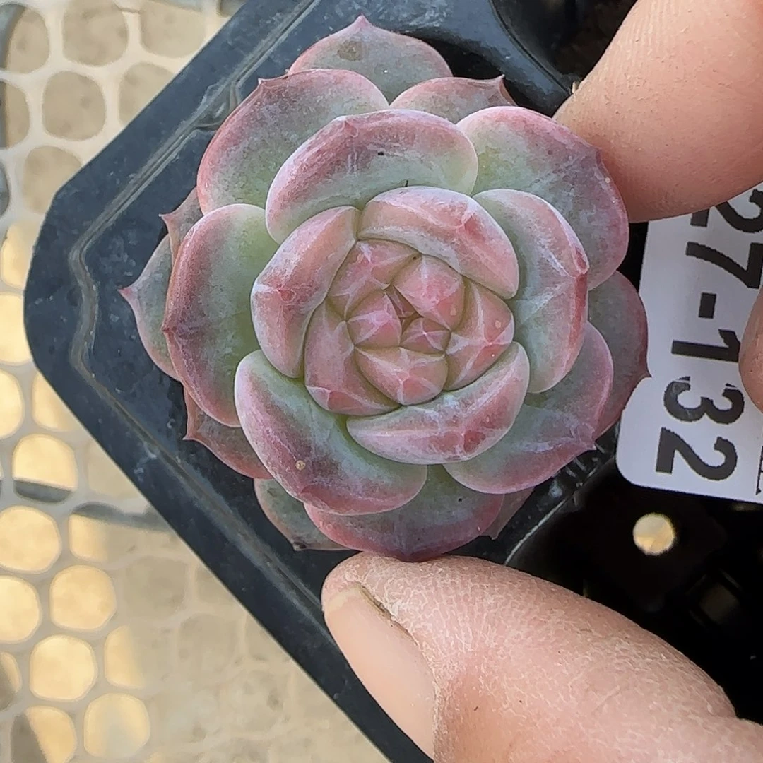 小卡拉米糖心一物一拍27-132