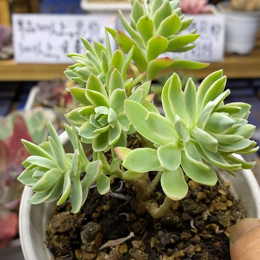 0181 薄化妆锦自然群