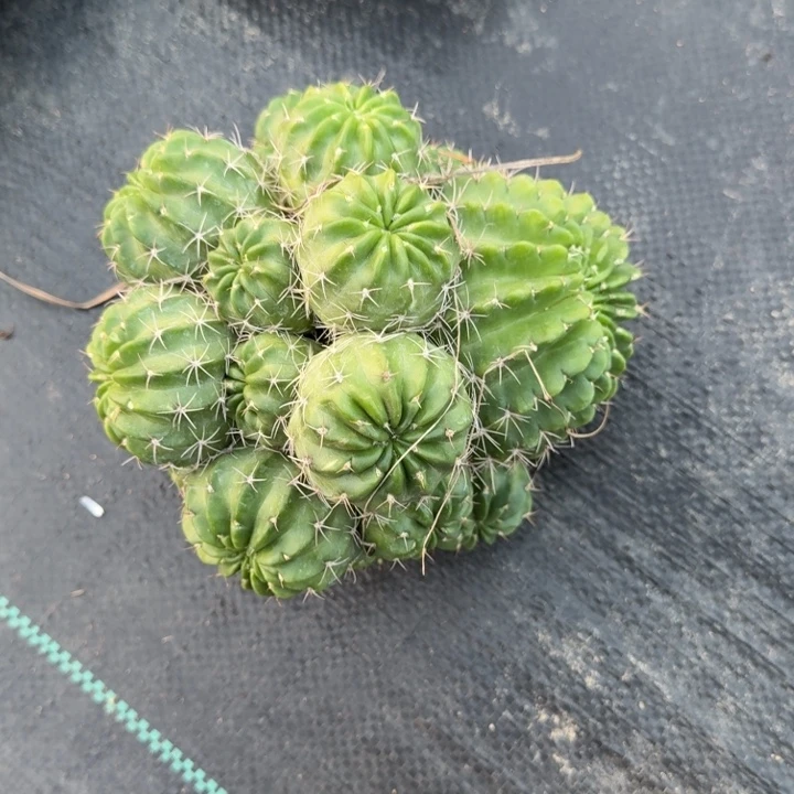 丽花仙人球仙人掌672