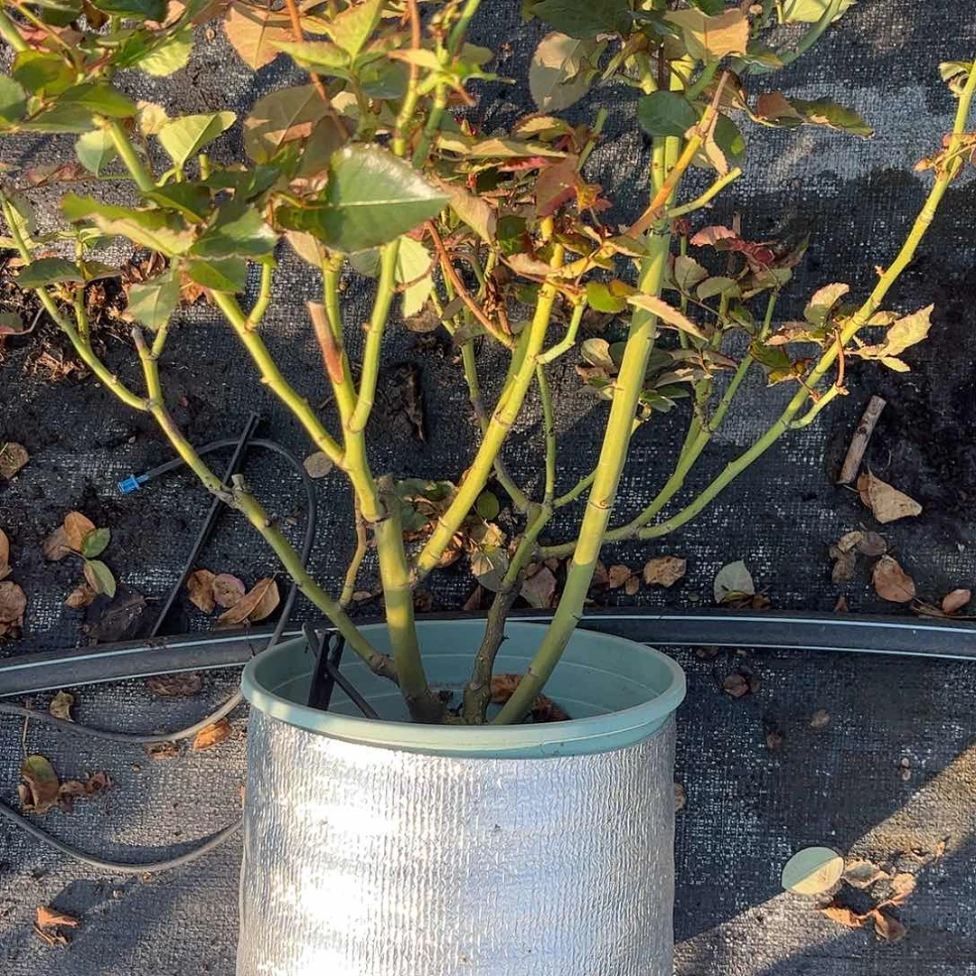 无花朵黑金，1.8土球修剪发货