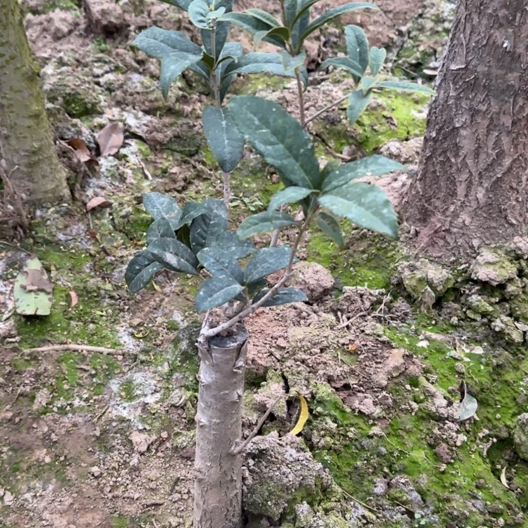 ?****?桂花。四季桂系列