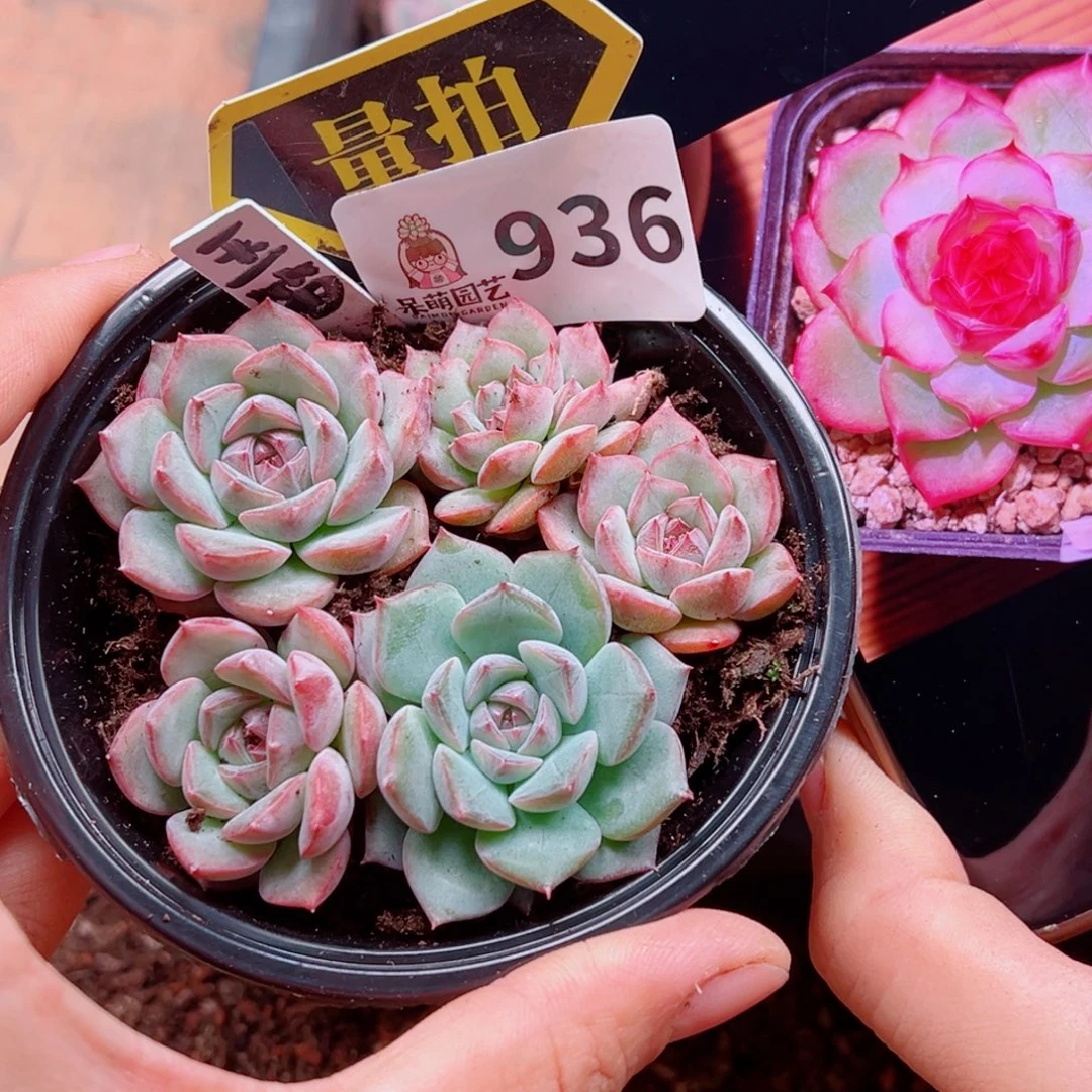 多肉植物多肉植物