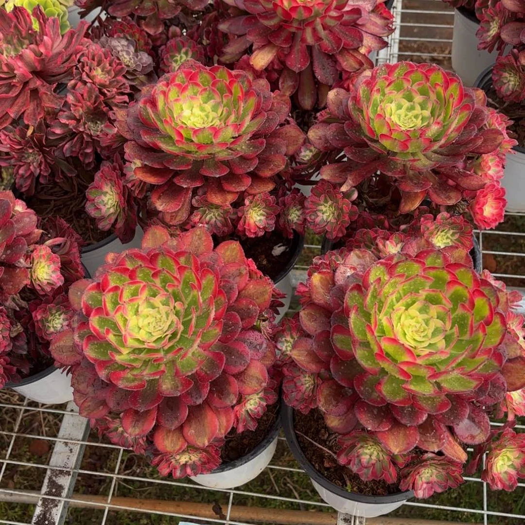 云南红土好看量拍一个